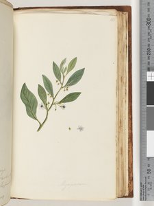 Pagina 161. Myoporum