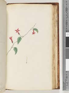 Pagina 167. Ongeïdentificeerde plant door Unknown