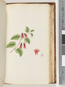 Pagina 169. Naamloze bloeiende plant door Unknown artist