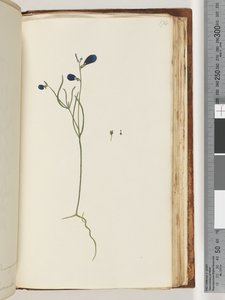 Pagina 174. Onbekende plant door Unknown artist