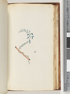 Pagina 177. Onbekende plant door Unknown artist