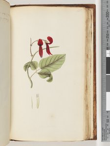 Pagina 185. Onbekende plant door Unknown artist