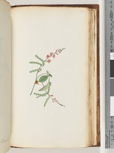 Pagina 186. Bloeiende plant, een klimplant door Unknown artist
