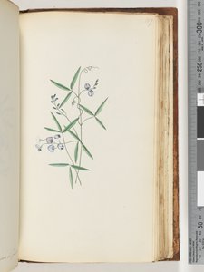 Pagina 187. Ongeïdentificeerde plant door Unknown