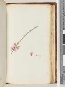 Pagina 188. Onbekende plant door Unknown artist