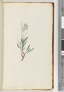 Conospermum longifolium Lange blad Coneseeds door Unknown artist