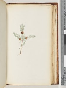 Pagina 191. Ongeïdentificeerde plant