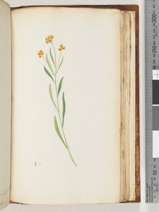 Pagina 195. Ongeïdentificeerde plant door Unknown