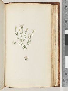 Pagina 196. Onbekende plant
