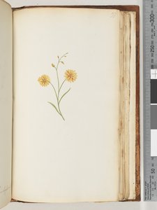 Pagina 197. Ongeïdentificeerde plant door Unknown