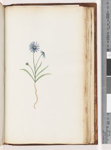 Pagina 198. Ongeïdentificeerde plant door Unknown artist