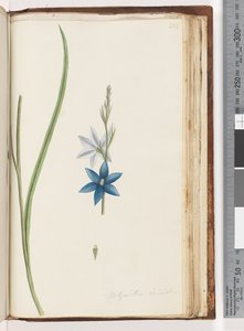 Pagina 204. Thelymitra ixiodes / Gevlekte Zon Orchidee door Unknown artist