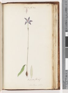 Pagina 206. Achterkant van de Bloemblaadjes. Achterkant van het Blad. Arethusa pilosa / waslip orchidee door Unknown artist