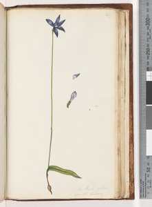Pagina 207. Arethusa pilosa, waslip orchidee door Unknown