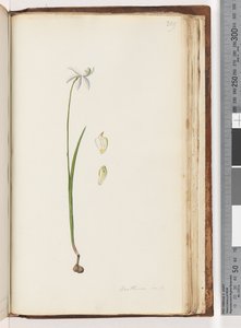 Pagina 209. Arethusa certe? door Unknown artist