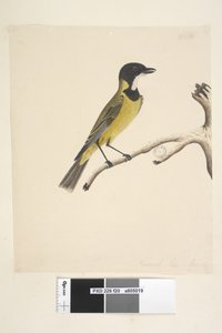 Pagina 20. Ware grootte. April Gouden Fluiter Pachycephala pectoralis, mannetje, 1791-92 door Unknown artist