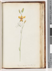 Pagina 213. Diuris aurea. Exot. Bot. t. 9. Gouden ezelorchidee door Unknown artist