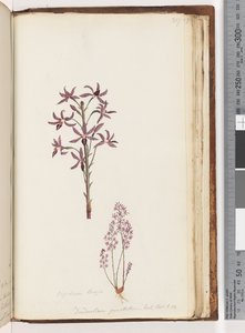 Pagina 217. Dipodium Brown / Dendrobium punctatum. Exot. Bot. t. 12. Hyacint Orchidee door Unknown artist