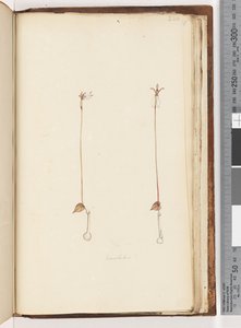 Pagina 220. Enochelus? door Unknown