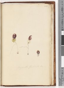 Pagina 226. Corysanthes fimbriata Br / Fringed Helmet Orchid door Unknown artist