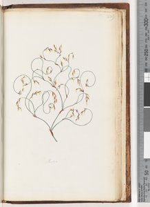 Pagina 229. Restio door Unknown artist