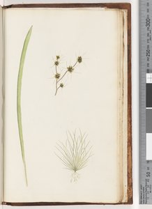 Pagina 234a. 1/4 Ongeïdentificeerde plant