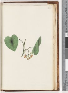 Pagina 235. Onbekende plant