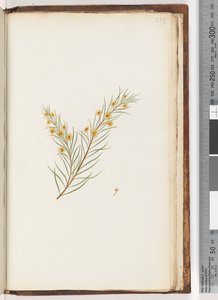 Pagina 239. Onbekende plant door Unknown artist