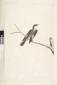 Pagina 23. Mei, natuurlijke grootte, iris & tong twijfelachtig Bruine Boomkruiper Climacterus picumnus, 1791-92 door Unknown artist