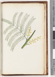 Pagina 244. Ongeïdentificeerde plant door Unknown