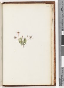 Pagina 248. Ongeïdentificeerde plant