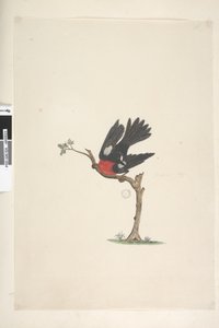 Pagina 24. Natuurlijke grootte Scharlaken Roodborstje Petroica multicolor, mannetje, Norfolk Island, 1791-92 door Unknown artist