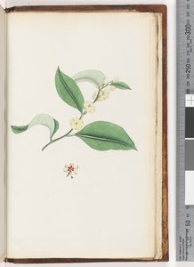 Pagina 250. Naamloze boom