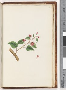 Pagina 252. Ongeïdentificeerde plant door Unknown artist