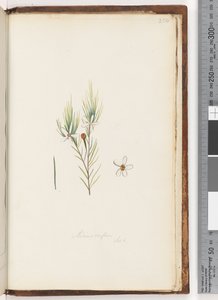 Pagina 254. Ricinocarpus / ??