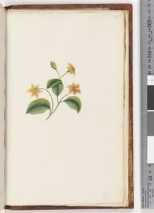 Pagina 256. Ongeïdentificeerde plant door Unknown