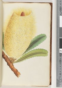 Pagina 25. Onbekende plant door Unknown artist