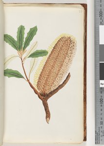 Pagina 26. Naamloze bloeiende plant