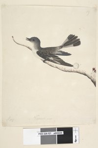 Pagina 27. Mei. Natuurlijke grootte Gehoede Robin, vrouwtje Melanodryas cucullata door Unknown artist