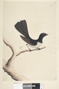 Pagina 28. Natuurlijke grootte, Juli Willie Wagtail Rhipidura leucophrys, 1791-92