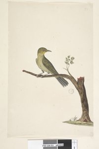 Pagina 31....? Slanke, Gebekte Witte, Oog Zosterops tenuirostris door Unknown artist