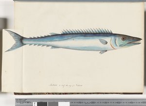 Pagina 32. Barracouta