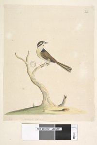 Pagina 32. Ongeïdentificeerd Juli, natuurlijke grootte. Voor aantekeningen over pogingen om deze vogel te identificeren zie Hindwood, K. A. De Sydney vogel schilderijen in de Australian Zoologist, v.XIII, deel 2, augustus 1965, p. 86 door Unknown artist