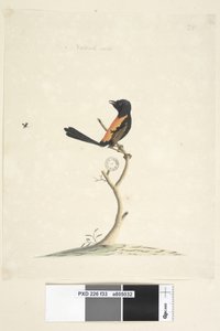 Pagina 33. Natuurlijke grootte Roodrug Winterkoning Malurus melanocephalus, man, 1791-92 door Unknown artist