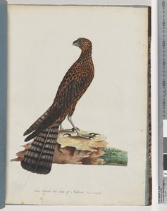 Pagina 36. Rode Havik. Gestraalde Valk door Unknown artist