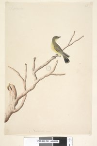 Pagina 36. September. Natuurlijke grootte Gele Doornstaart Acanthiza nana door Unknown artist