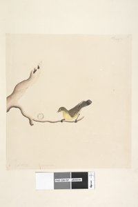 Pagina 37. Oktober. Natuurlijke grootte Gele Doornvogel Acanthiza nana door Unknown artist