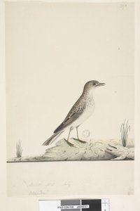 Pagina 38. Alundu? boven titel in andere hand Natuurlijke grootte, juli Pieper Anthus australis, 1791-92