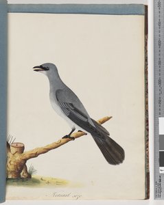 Pagina 38. Onbekende vogel, Waarschijnlijk een grote lanius door Unknown artist