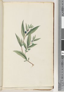 Pagina 3. Onbekende plant